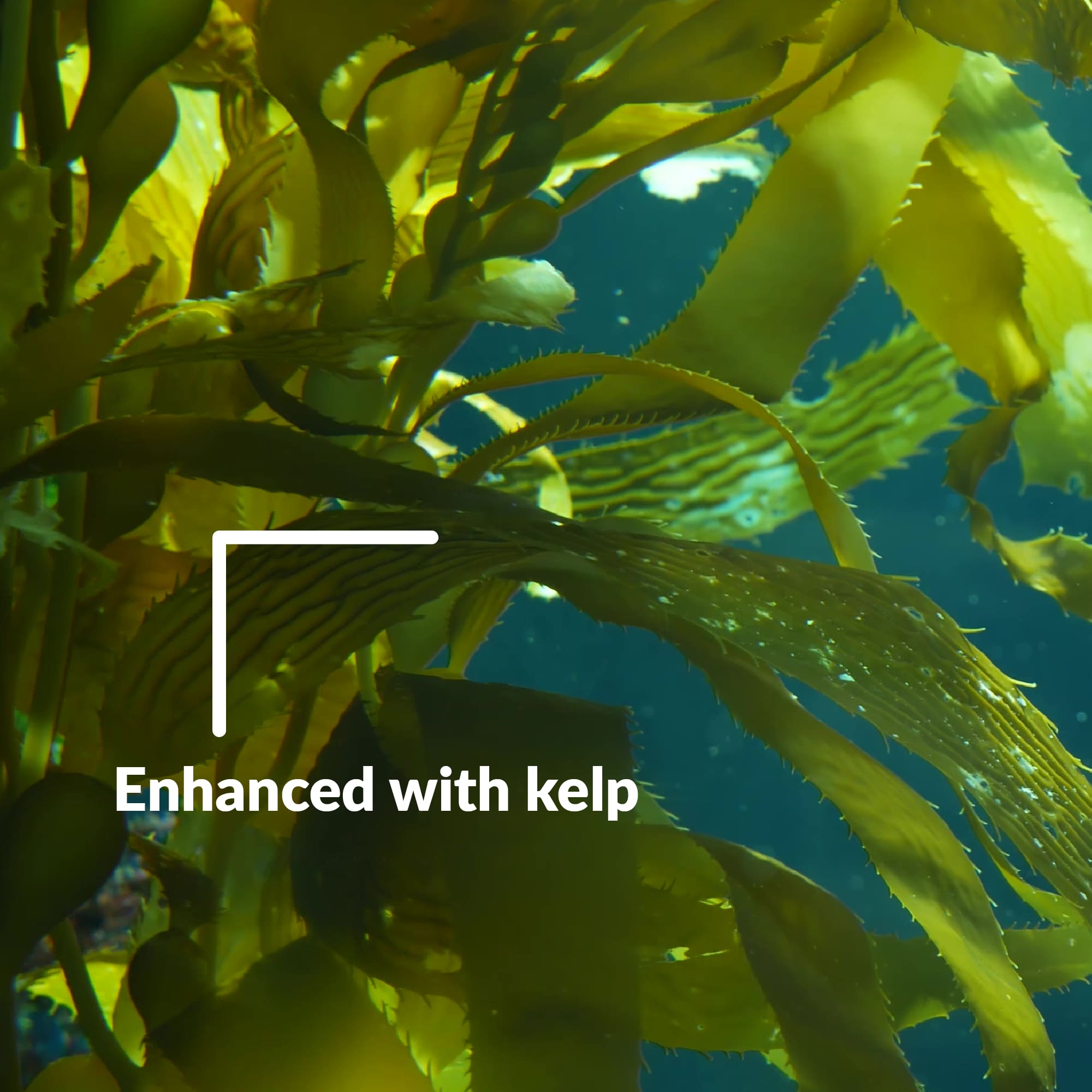 Enhanced with kelp